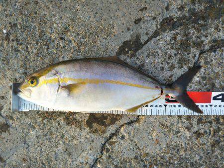 阿南市の椿泊でタチウオとシオと小アジ